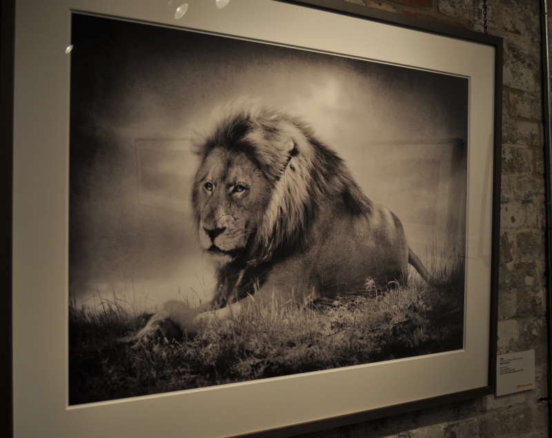 Grace Africa in Photographs - Andrew MacNaughtan - Geddy Lee commented on Lion